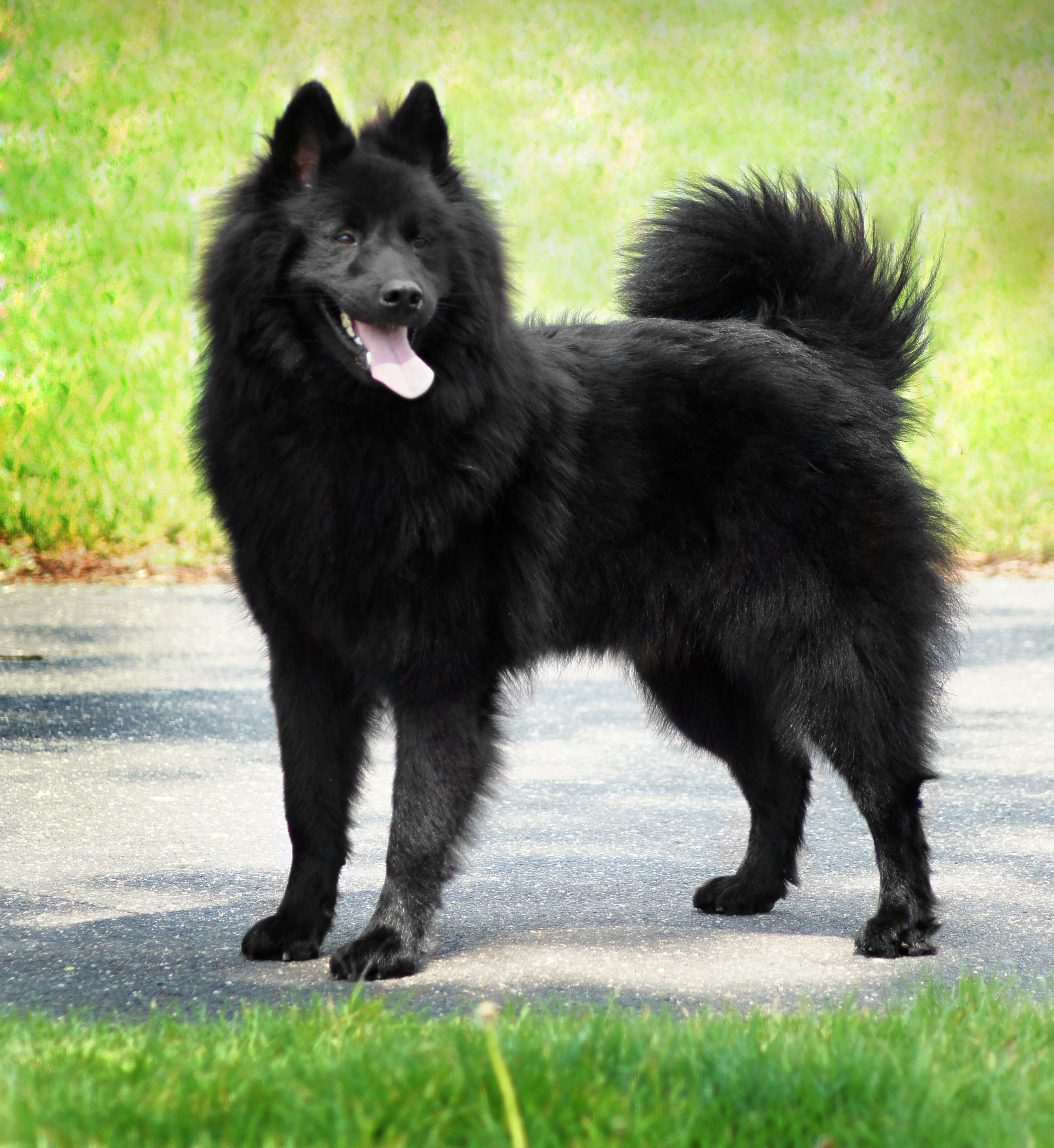 Black eurasier sales